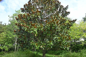 Southern magnolia ( Magnolia grandiflora ) fruits. Magnoliaceae evergreen tree. The fruit consists...