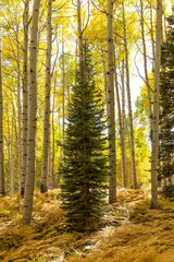 Forest Christmas Tree in Aspen Grove
