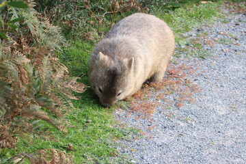 Bare-nosed Wombat (Vombatus ursinus), aka Common Wombat, Wilsons Promontory National Park, Victoria, Australia.