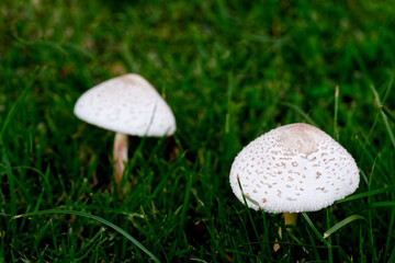 Mushrooms growing in yard ground cover.