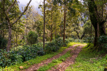 Coffee tree in coffee plantation on the mountain