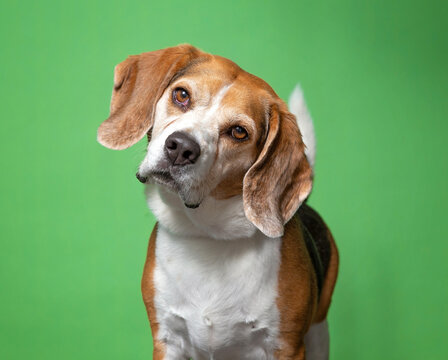 cute dog on an isolated background