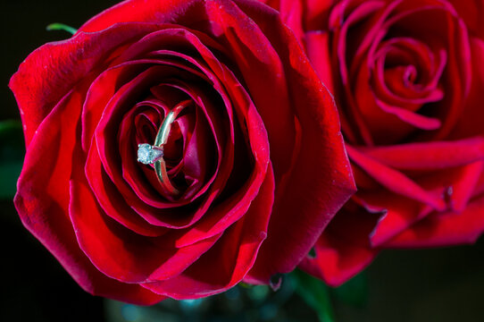 ring with diamond in the center of a red rose, marriage proposal,  concept of love and engagement. Still life photography