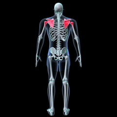 Human skeleton anatomy for medical concept 3D rendering
