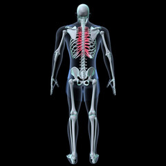 Human skeleton anatomy for medical concept 3D rendering
