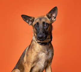 cute dog on an isolated background