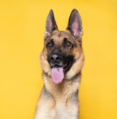 cute dog on an isolated background