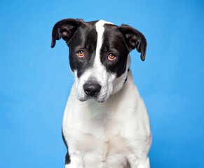 cute dog on an isolated background