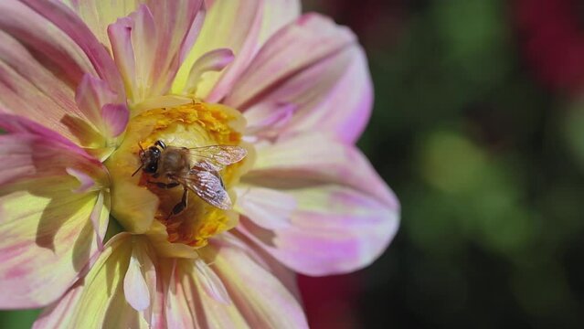 Two honey bees on a pink and yellow Collarette dahlia in a garden closeup with bokeh