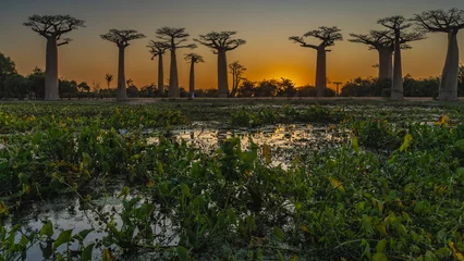 Foto op Canvas Fantastic landscape at sunset. Silhouettes of baobabs with thick tall trunks and fancy compact crowns against the blue-orange evening sky. In the foreground is a pond with water lilies. Madagascar © Вера 