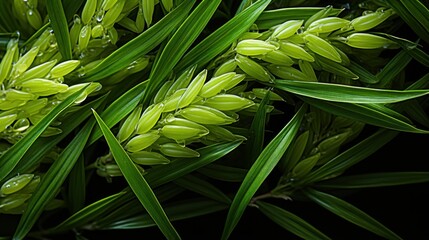 Obraz premium photo of green rice in fertile rice fields