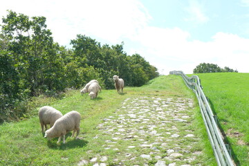 Naklejka premium 대관령 양떼목장 녹색 초원의 하늘이 보이는 고원 벌판에 뛰어 노는 초식동물 양 군중 들판의 평화로운 경관