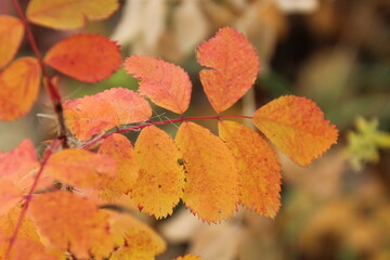 red and yellow autumn leaves, Elk Island National Park, Alberta
