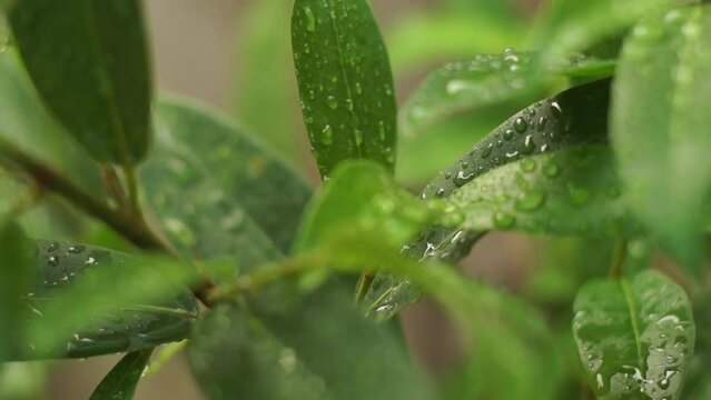 Gotas de lluvia en las hojas