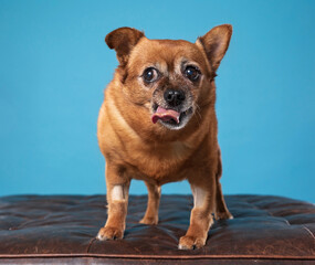 cute dog on an isolated background