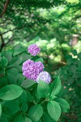 紫の紫陽花