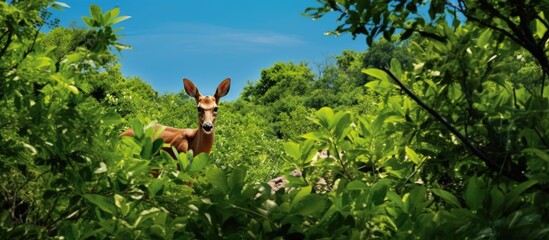 Indian sambar deer hiding in the dense jungle foliage at Sariska National Park with a prominent head and large ears visible under the blue sky of India