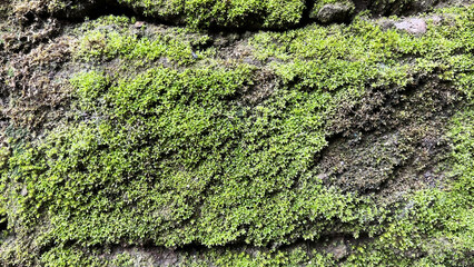 Green juicy moss close-up on the bark of a fallen tree
