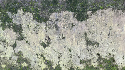 Closeup Old grunge crack grey concrete with green moss