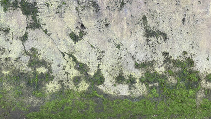 Old concrete mossy wall with green texture
