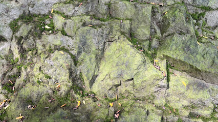 Green moss on a rock texture background