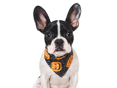 Charming puppy and black neckerchief with painted pumpkins. Isolated background. Closeup, indoors. Studio shot. Congratulations for family, relatives, friends and colleagues. Pet care concept