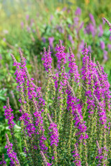 Summer Flowering Purple Loosestrife, Lythrum tomentosum on a green blured background.