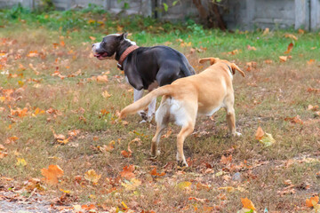 Amstaff and labrador retriever playing in autumn park