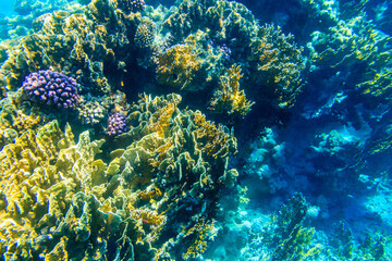 Coral reef in the Red sea in Ras Mohammed national park. Sinai peninsula in Egypt