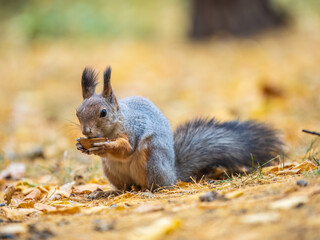 Autumn squirrel with nut sits on green grass with fallen yellow leaves
