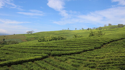 Enjoy the natural beauty and freshness of the mountainous city in South Sumatra, which has...