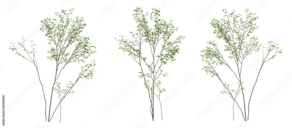 Sticker 3d render of birch tree on transparent background