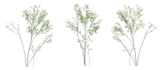 Deurstickers 3d render of birch tree on transparent background © Sandy