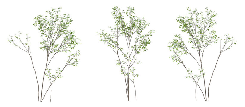 3d render of birch tree on transparent background