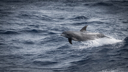 Fototapeta premium Dolphin jumping