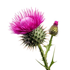 Milk Thistle, transparent background, isolated image, generative AI
