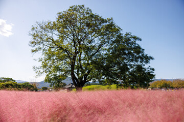 경주 핑크뮬리