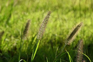 Dwarf fountain grass ( Pennisetum alopecuroides ). Poaceae perennial plants. A weed characterized by brush-like spikes.