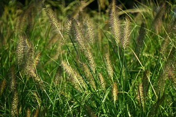 Dwarf fountain grass ( Pennisetum alopecuroides ). Poaceae perennial plants. A weed characterized...