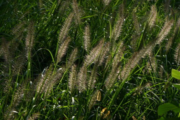 Dwarf fountain grass ( Pennisetum alopecuroides ). Poaceae perennial plants. A weed characterized...