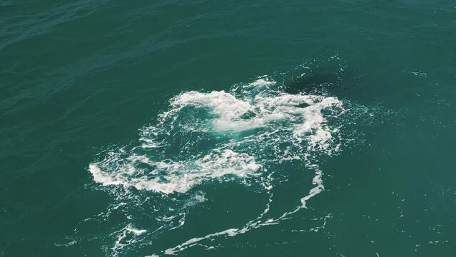 The southern right whale shows its tail. Eubalaena australis or Right Whale swims near Brazilian shore near the town of Imbituba