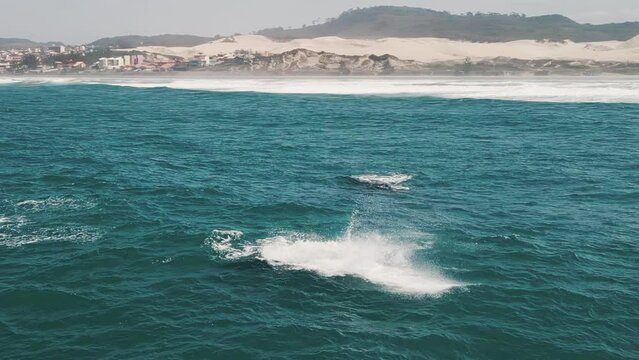The southern right whales breach, Eubalaena australis. Mother and calf of the Right Whales swim near Brazilian shore near the town of Imbituba. the calf breaches and falls with splash