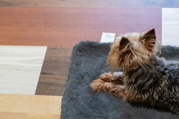 Small Yorkie lying on a blanket on a wooden floor