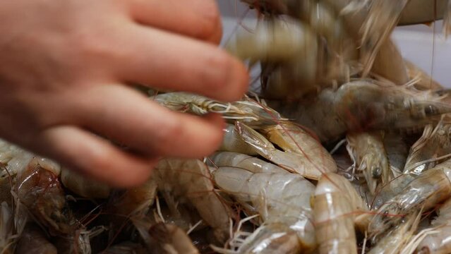 A heap of fresh shrimp, ready to be eaten