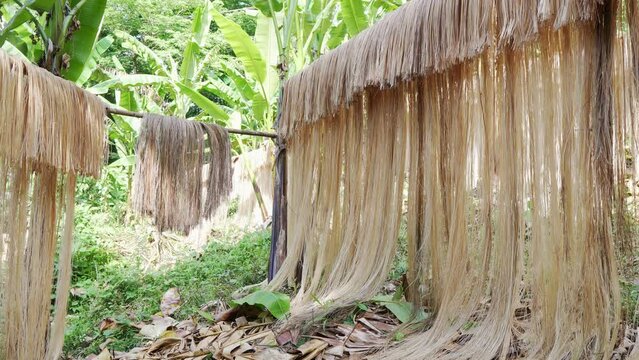 Idyllic static shot of Philippine abaca fiber bundles hanging on bamboo poles after harvesting in Catanduanes, Bicol.
