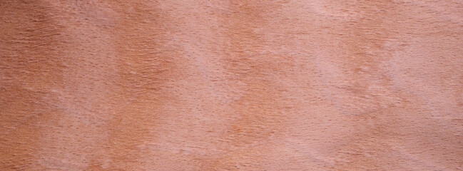 Closeup texture of wooden flooring made of Beech Curly