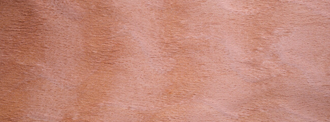 Closeup texture of wooden flooring made of Beech Curly