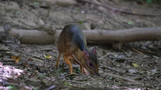 Foraging for some food fallen on the ground as it looks up once in a while just to be safe, Lesser Mouse-deer Tragulus kanchil, Thailand