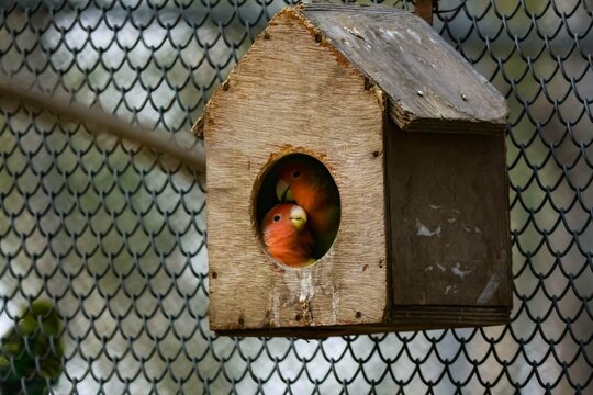 Cute orange parrot couple kissing in a birdhouse. Parrot love.