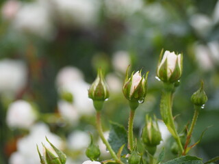 アイボリーホワイトのバラ　ブライダルティアラ